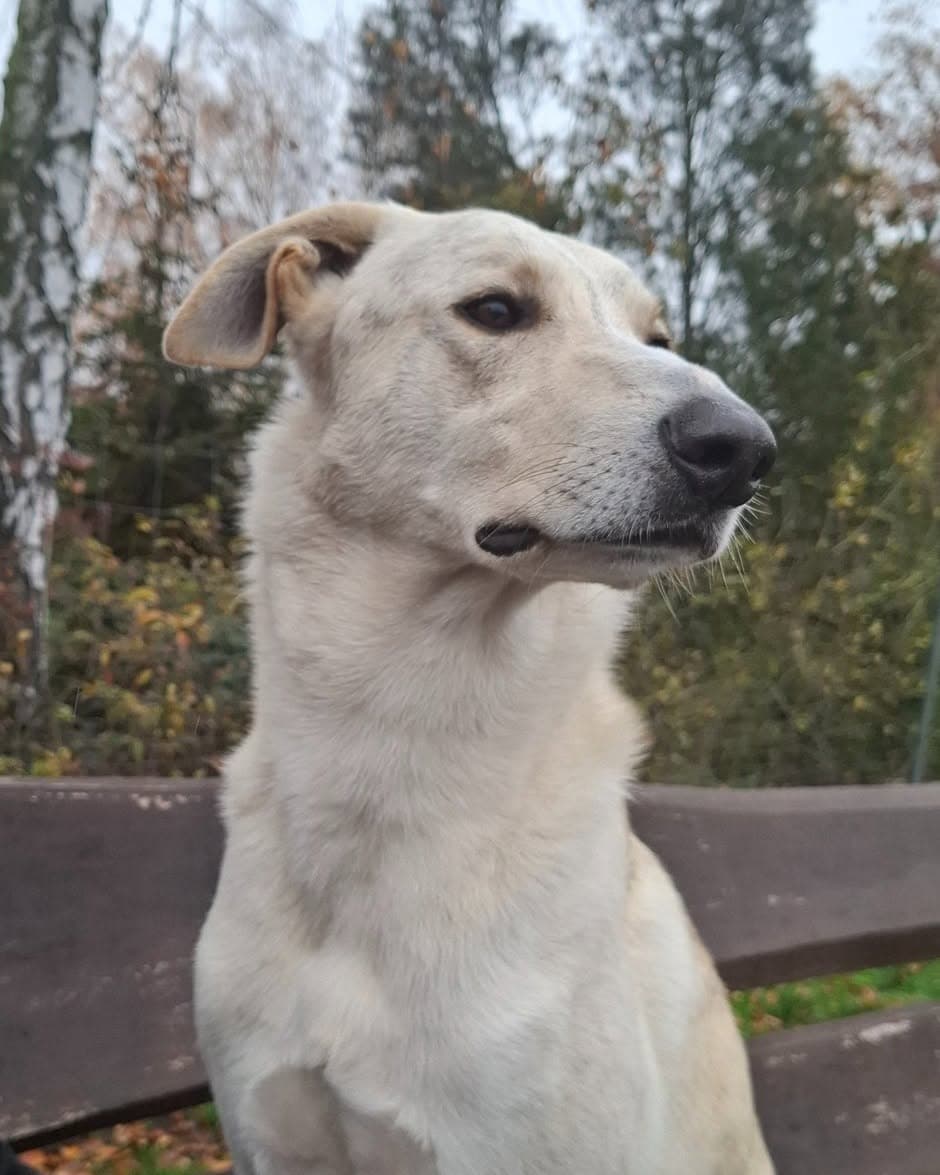 pies w typie charta pręgowany 