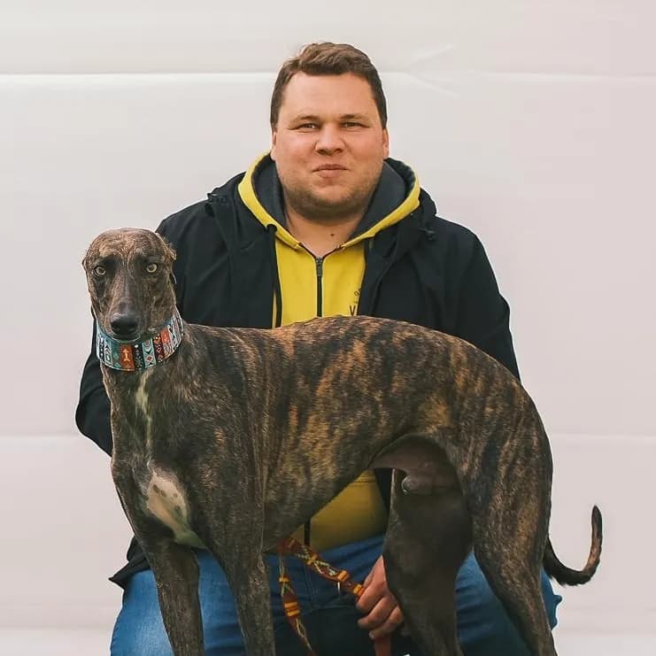 greyhound